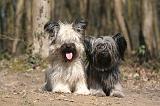 SKYE TERRIER 075